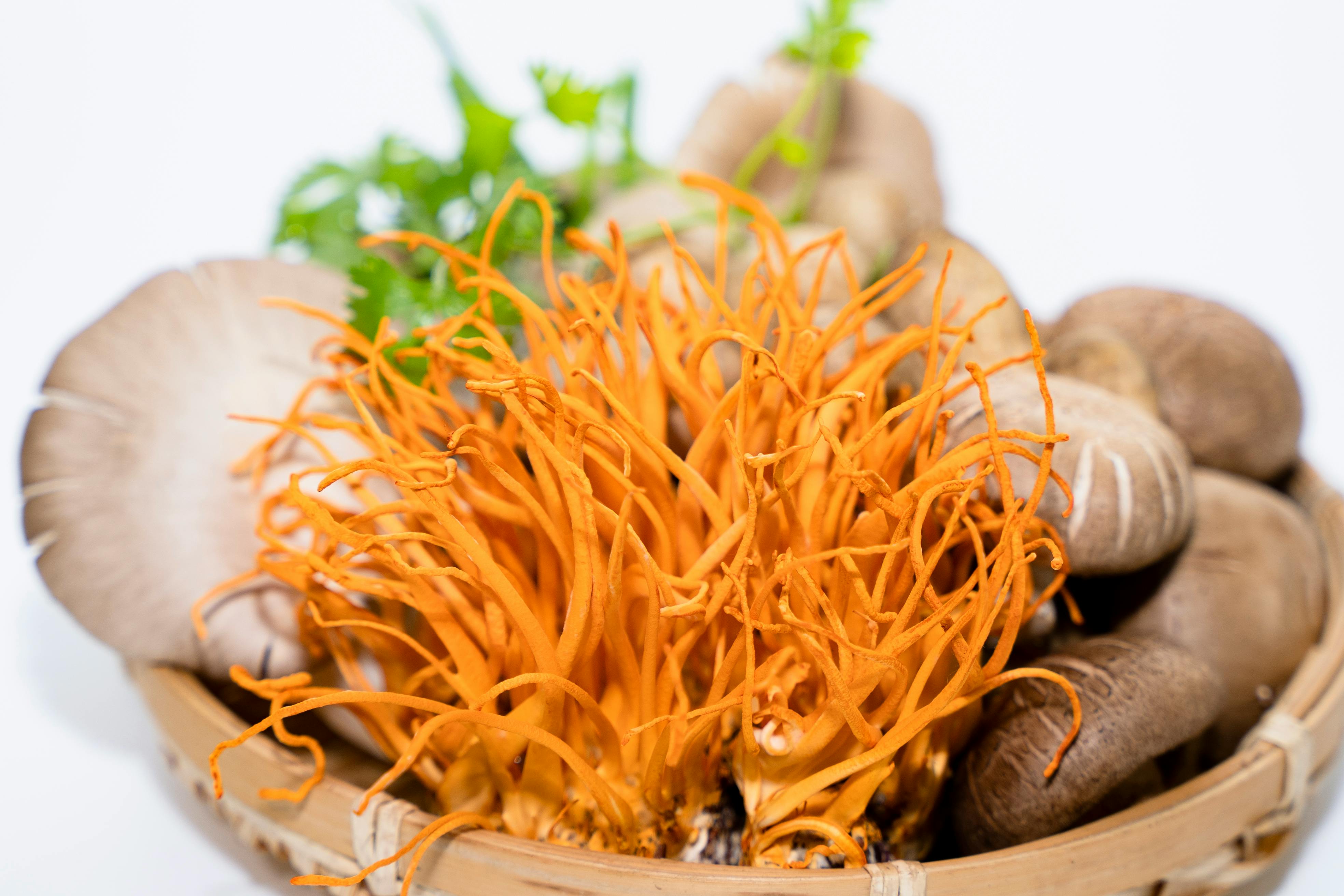 The benefits of cordyceps mushrooms