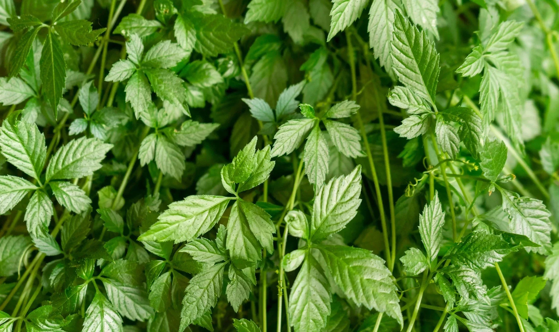 What is gynostemma pentaphyllum and how can this ancient herb help?