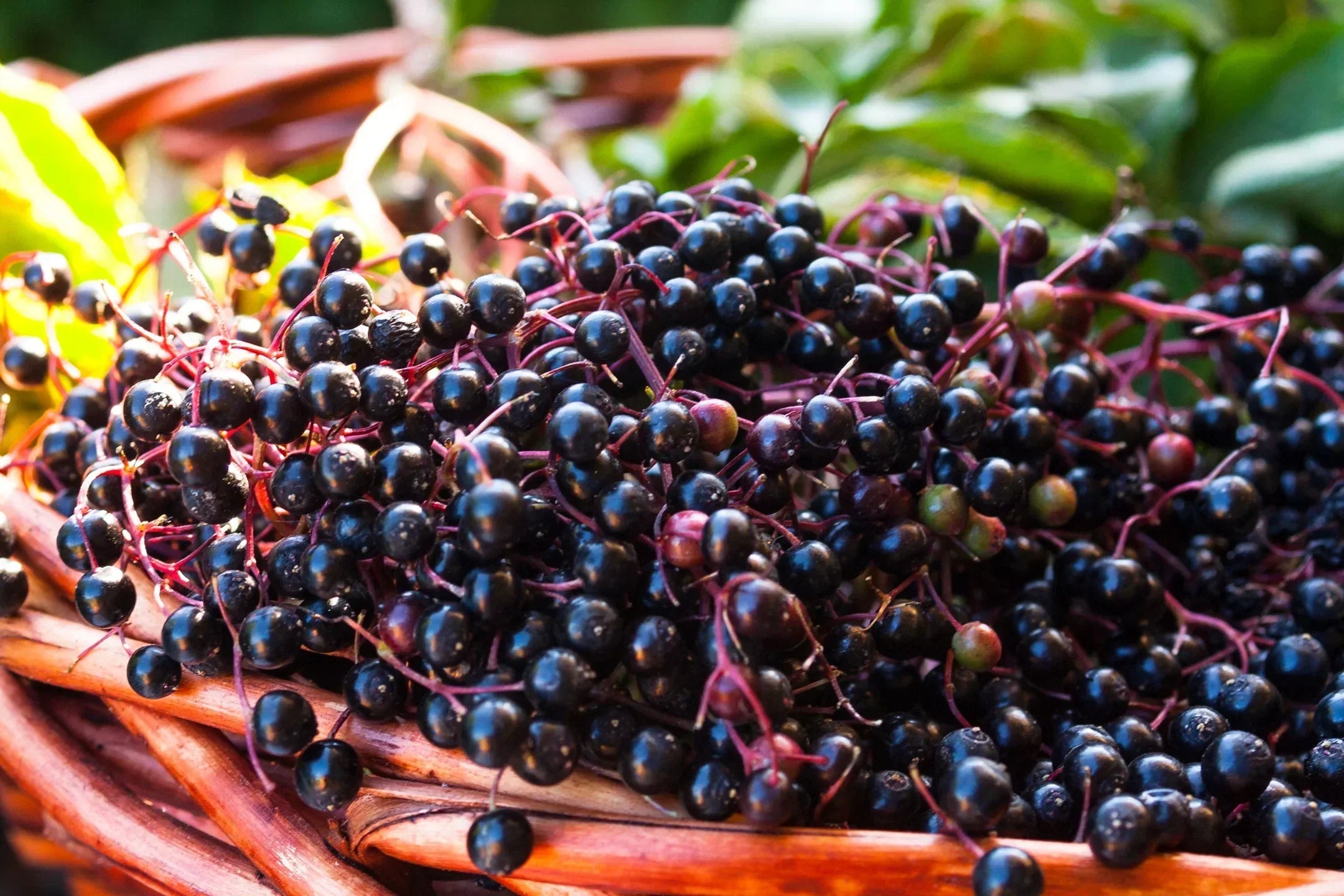 Elderberry benefits and how to use it