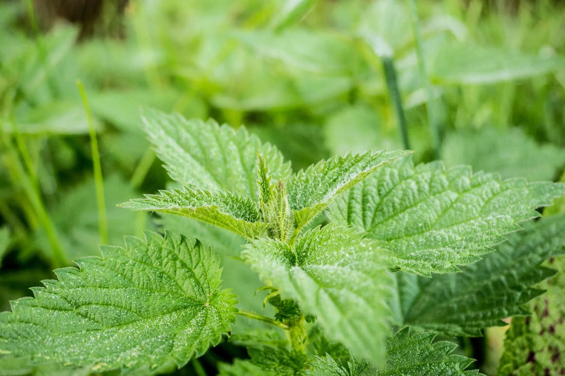 5 stinging nettle benefits for your health