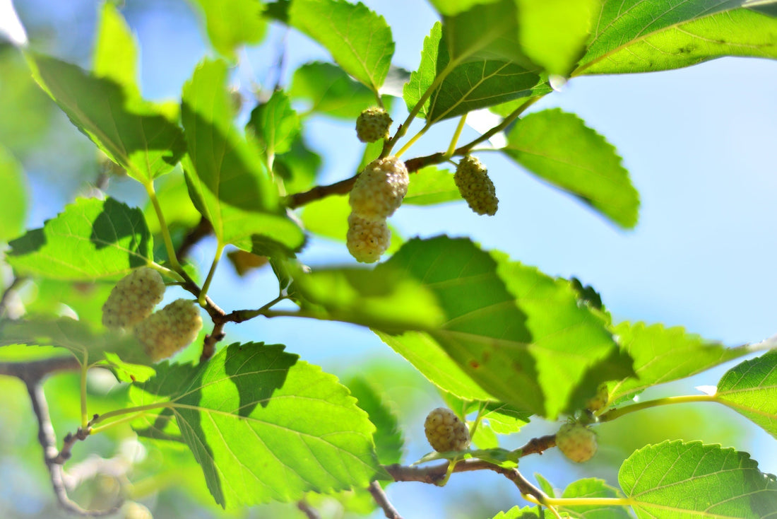 White mulberry leaf benefits and uses